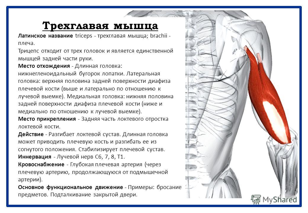 При разгибании руки в локтевом суставе. Прикрепление трехглавой мышцы плеча. Трицепс мышца крепление. Длинная головка трехглавой мышцы функции. Трицепс начало и прикрепление.