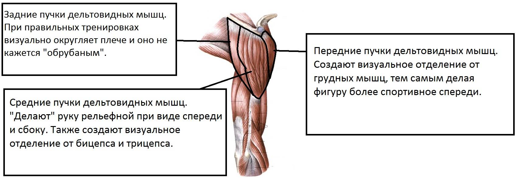 Дельты мышцы. Передняя Дельта средняя Дельта задняя Дельта. Функции средней части дельтовидной мышцы. Задняя Дельта анатомия функции. Дельтовидная мышца анатомия функции.