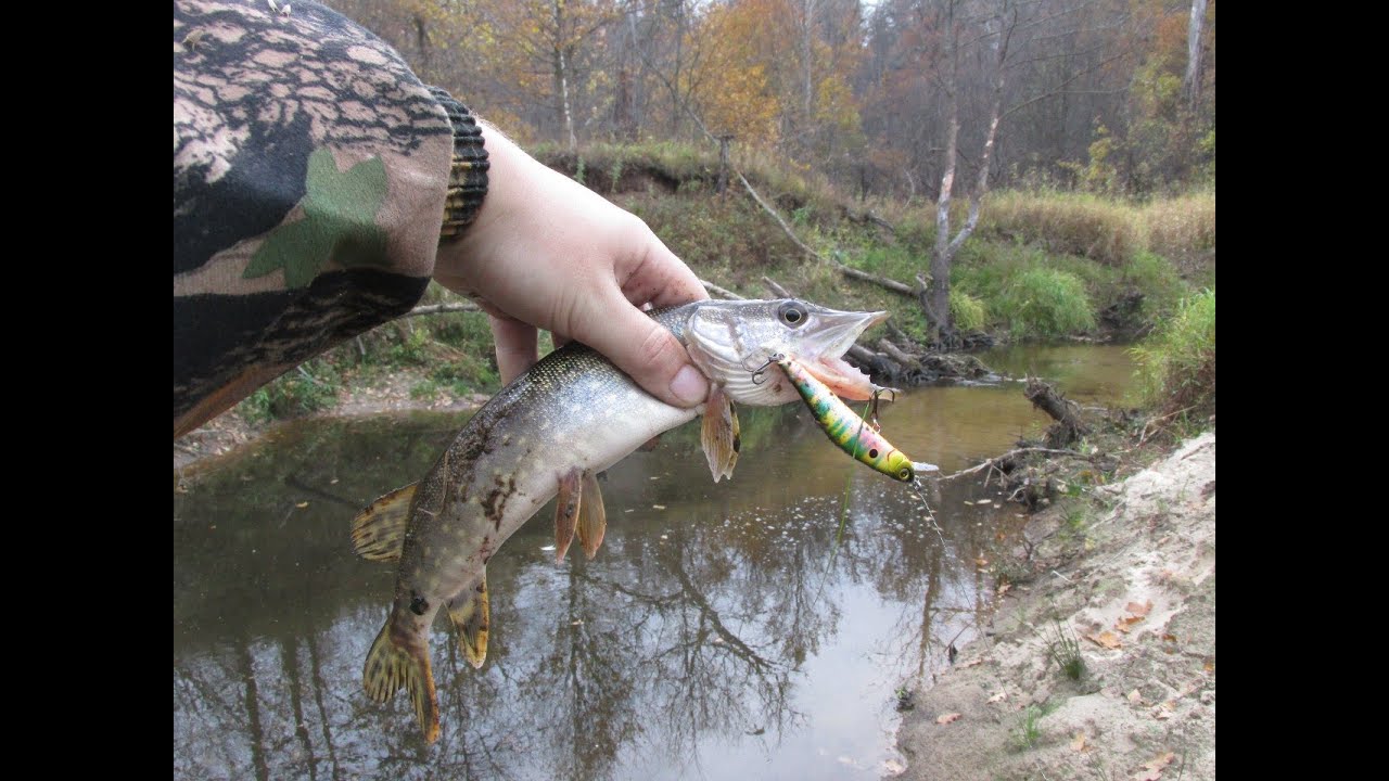Река щука рыбалка. Ловля щуки. Рыбалка на щуку. Щука осенью. Щука на спиннинг.