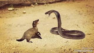 Житомирянин Антонюк Євгеній-чемпіон України kickboxing WAKO 2018