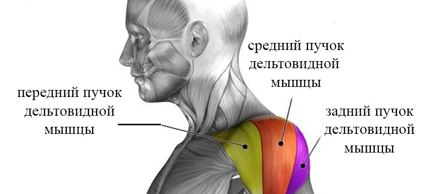 Передняя дельта плеча. Задний пучок дельтовидной мышцы. Передний пучок дельтовидной мышцы. Средний пучок дельтовидной мышцы. Средний пучок дельтовидной мышцы анатомия.