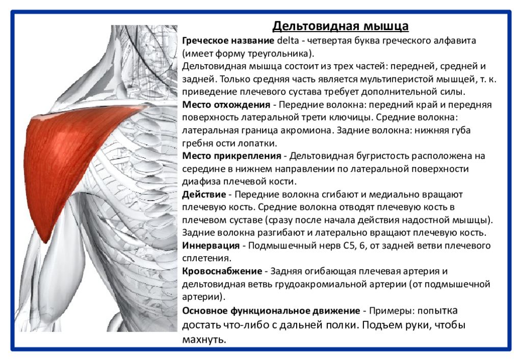 Дельтовидная мышца. Иннервация дельтовидной мышцы плеча. Функции передней части дельтовидной мышцы. Функции средней части дельтовидной мышцы. Места крепления дельтовидной мышцы.