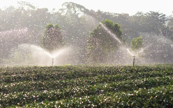 Поливооросительная машина в поле чай утром — стоковое фото