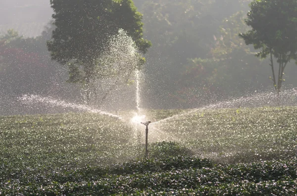 Поливооросительная машина в поле чай утром — стоковое фото