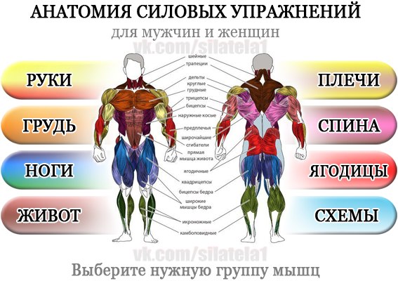 Одна группа мышц один раз в неделю. Группы мышц для тренировок. Группы мышц для тренировок для мужчин. Упражнения на группы мышц. Упражнения для основных мышечных групп.