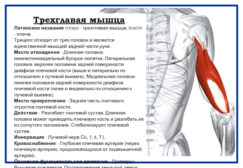 Трехглавая мышца. Длинная головка трицепса функции. Трицепс плеча латеральная головка. 3х главая мышца плеча. Упражнения на длинную головку трицепса.