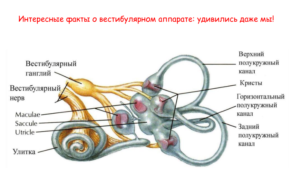 2 какой цифрой на рисунке обозначен вестибулярный аппарат